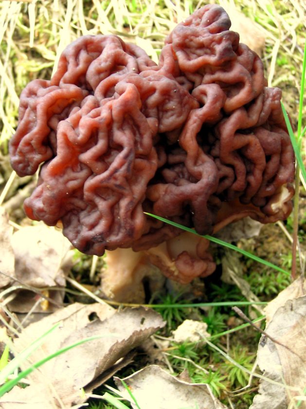 ADVENTURES IN FOOD AND FITNESS A rookie’s guide to hunting for morel mushrooms News, Sports